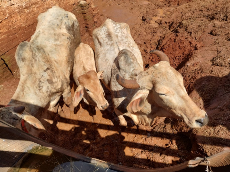 UM TOURO ZEBU JIR, com aproximadamente 500 kg, no estado em - leilão judicial - Não informado BR - lance mínimo R$ 4.000