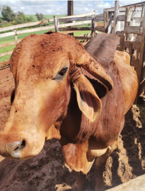 Leilão de diversos Item em Não informado/BR - Lance Inicial R$ 3.000 - Judicial