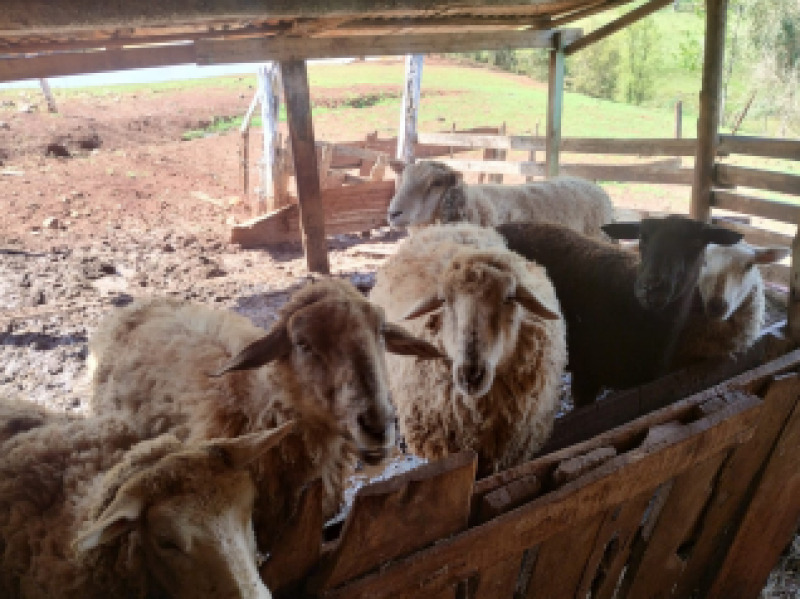 CINCO OVELHAS de aproximadamente 15 kg cada, e TRÊS OVELHAS - leilão judicial - Não informado BR - lance mínimo R$ 368