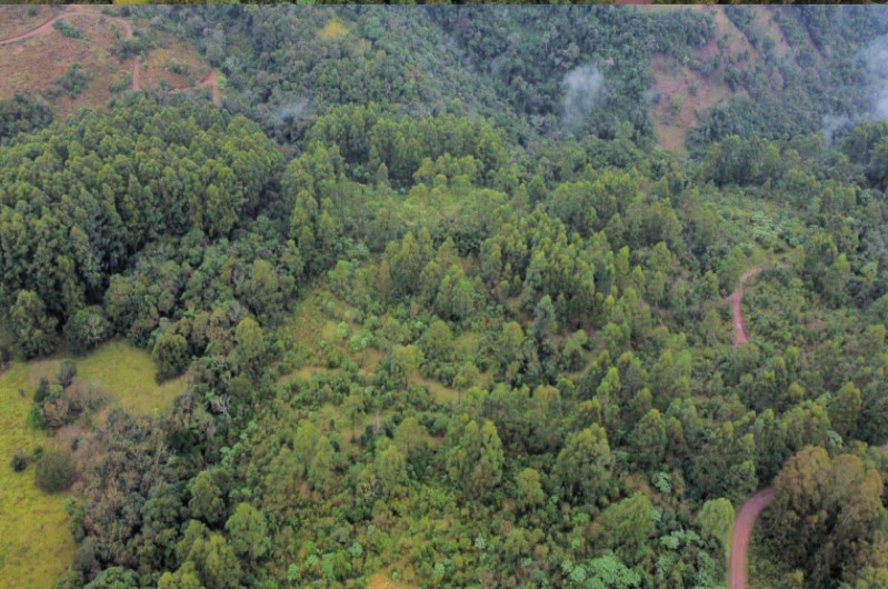 Imagem do imóvel LOTE 069 Parte de uma área de terras de cultura e matos, com a área de 12,6243ha (126.243,00m²) e pe